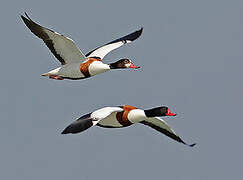 Common Shelduck