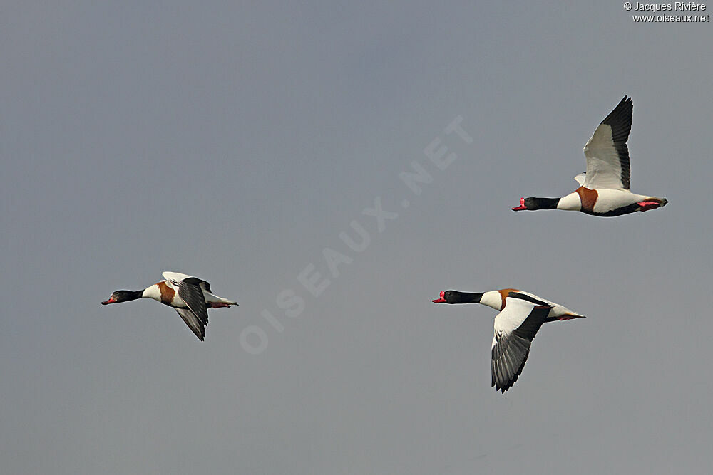 Common Shelduck 