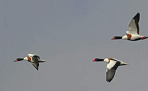 Common Shelduck