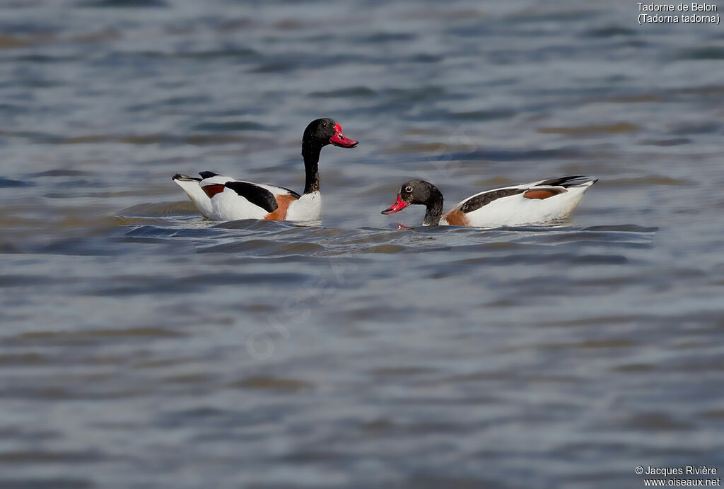 Common Shelduckadult breeding, swimming