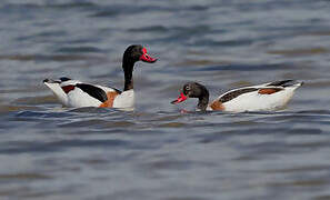 Common Shelduck