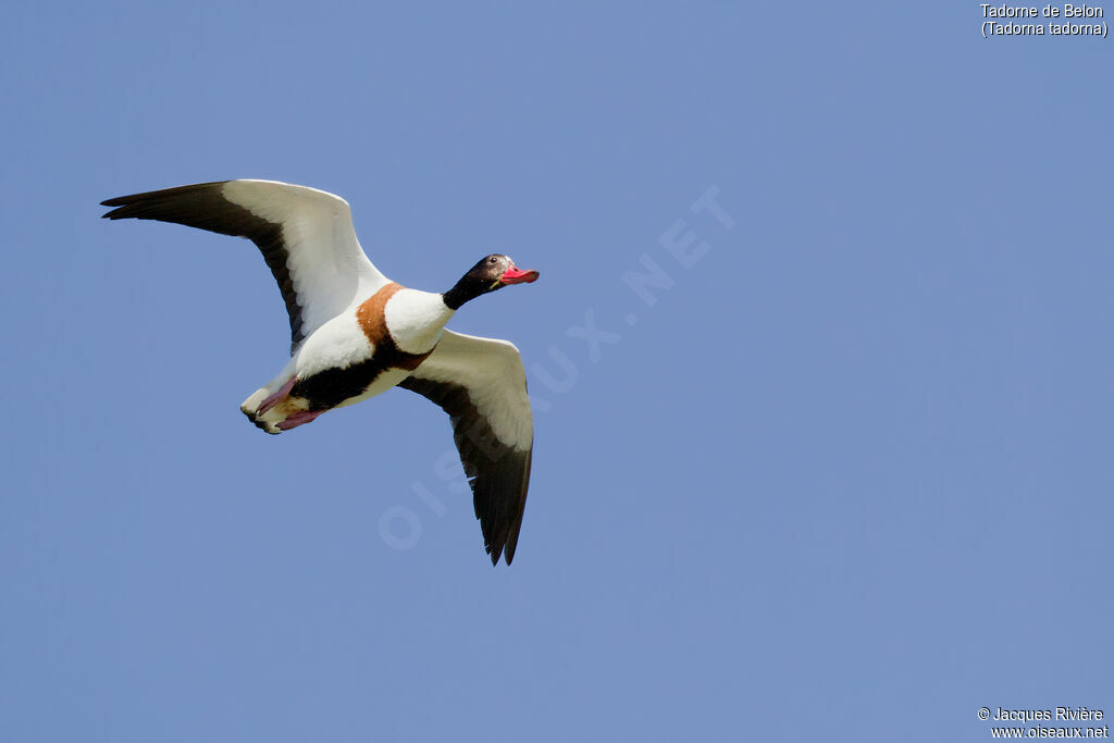 Common Shelduck female adult breeding, Flight