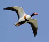 Common Shelduck