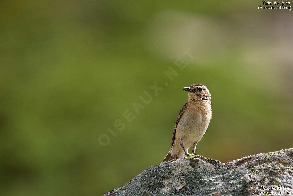 Whinchat female adult breeding, identification