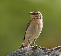 Whinchat