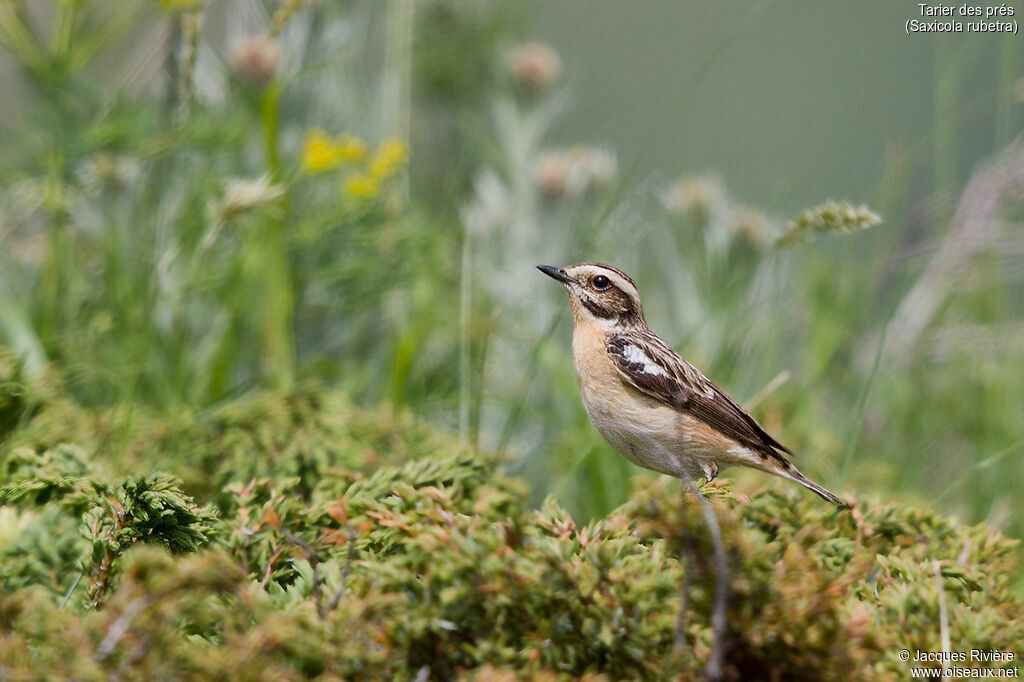 Whinchatadult breeding, identification