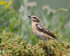 Whinchat