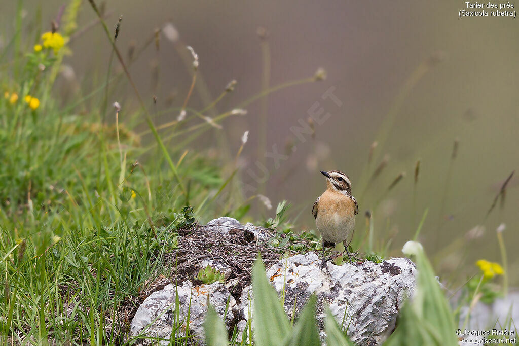 Whinchat female adult breeding, identification