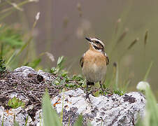 Whinchat