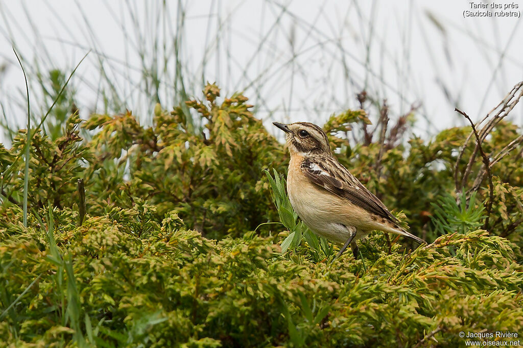 Whinchat female adult breeding, identification