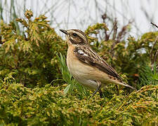 Whinchat