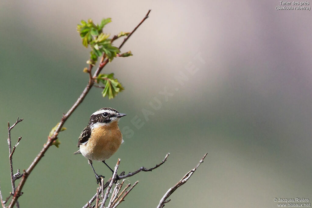 Whinchat male adult breeding, identification