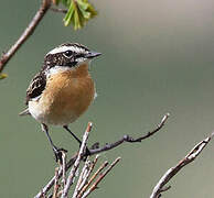 Whinchat