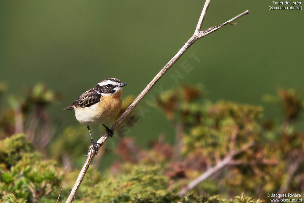 Whinchat male adult breeding, identification