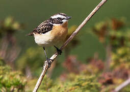 Whinchat