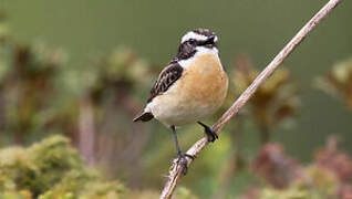 Whinchat