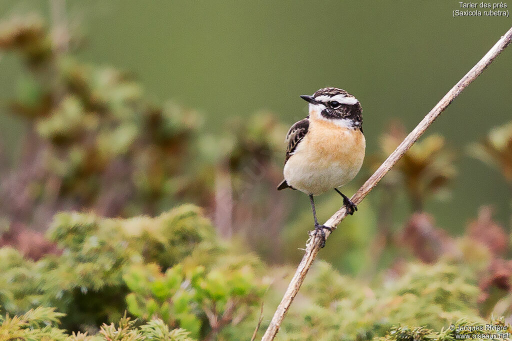 Whinchat male adult breeding, identification