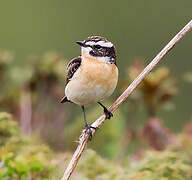 Whinchat