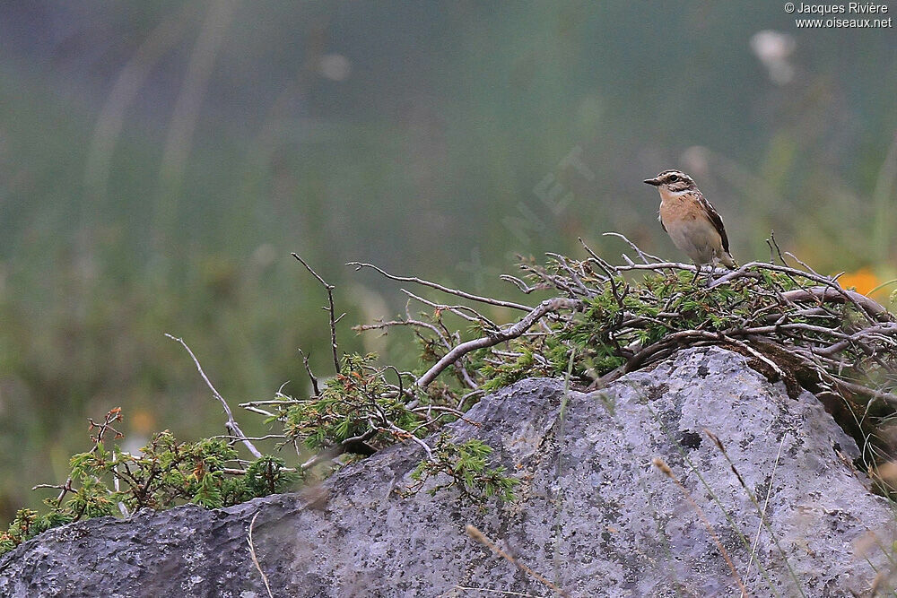 Whinchat female adult breeding