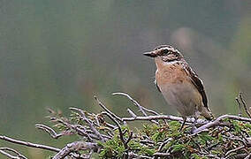 Whinchat