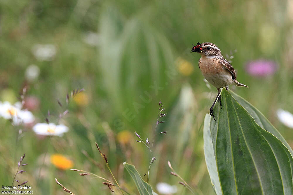 Whinchat female adult breeding, feeding habits