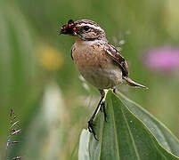 Whinchat