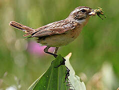 Whinchat