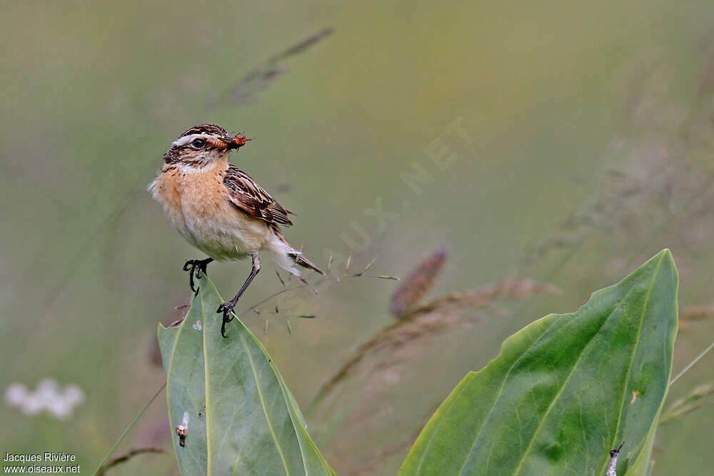 Whinchat female adult breeding, feeding habits