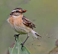 Whinchat