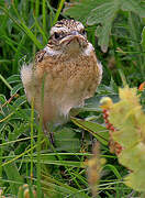 Whinchat