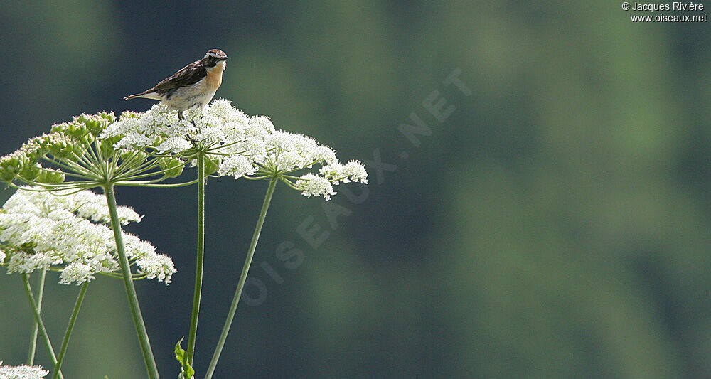 Whinchat male adult breeding