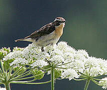 Whinchat