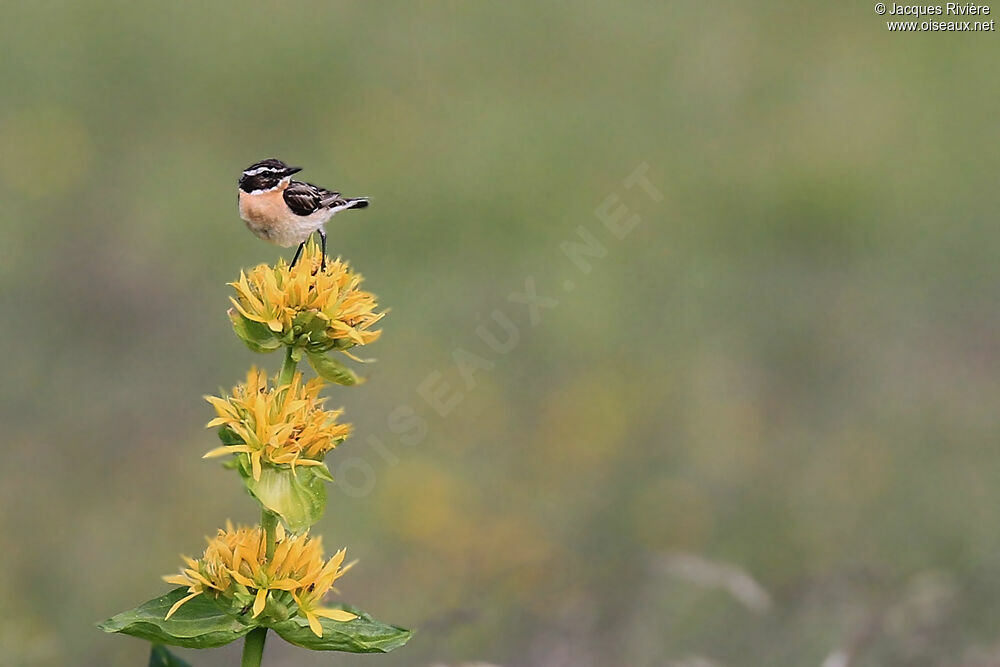 Whinchat male adult breeding