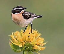 Whinchat