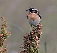 Whinchat