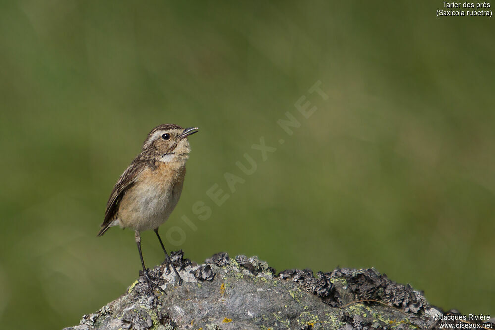 Whinchat female adult breeding, identification