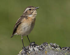 Whinchat