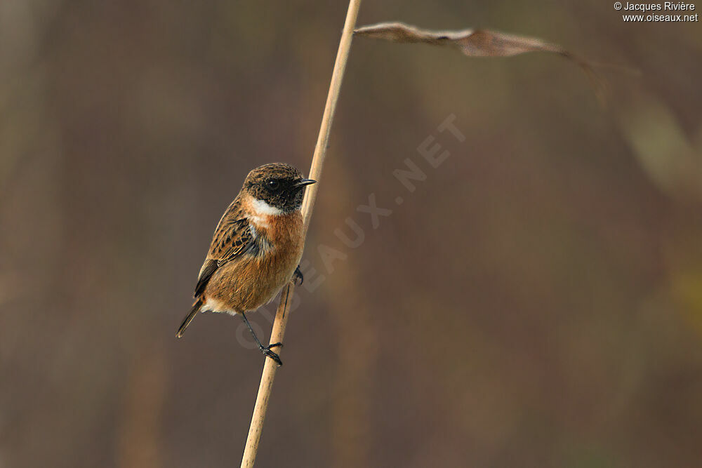 European Stonechatadult post breeding