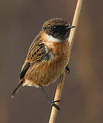 European Stonechat