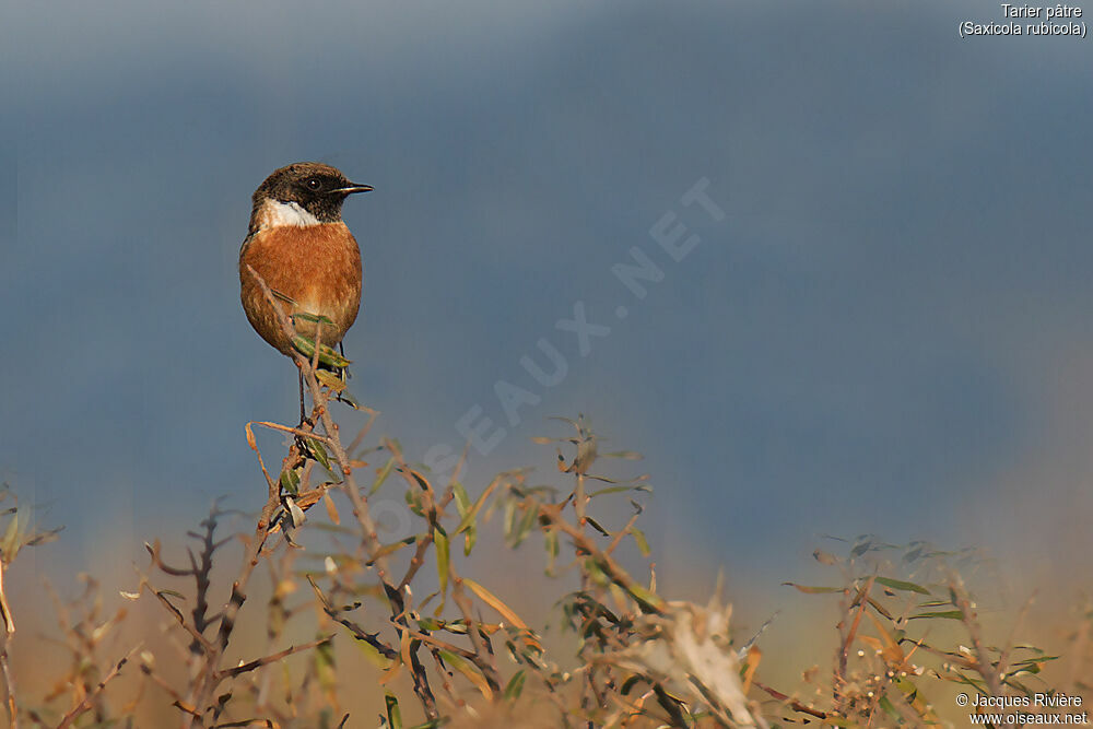 European Stonechat male adult post breeding, identification