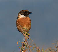 European Stonechat