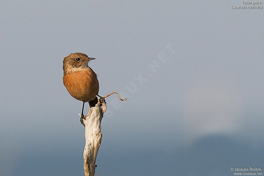 European Stonechat female adult post breeding, identification