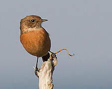 European Stonechat