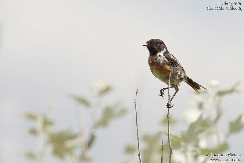 European Stonechat male adult, identification, moulting