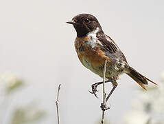 European Stonechat