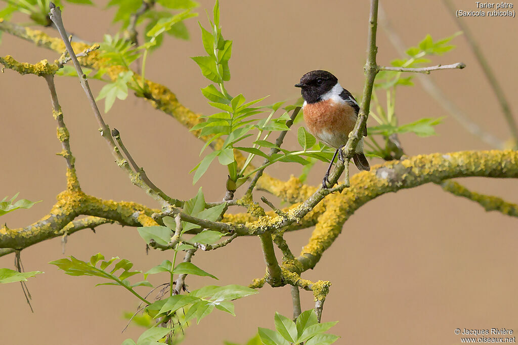 European Stonechat male adult breeding, identification