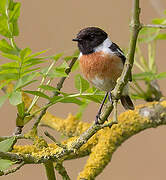 European Stonechat