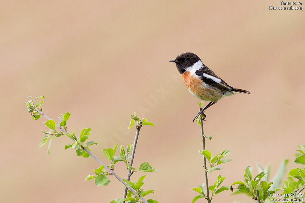 European Stonechat male adult breeding, identification