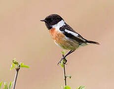 European Stonechat