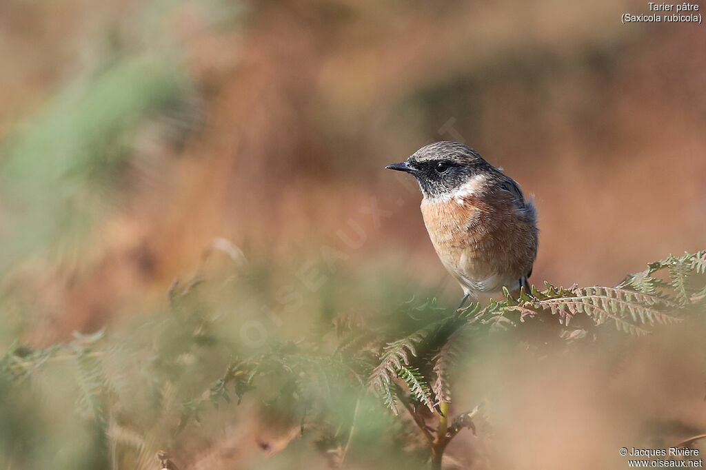 European Stonechat male adult post breeding, identification